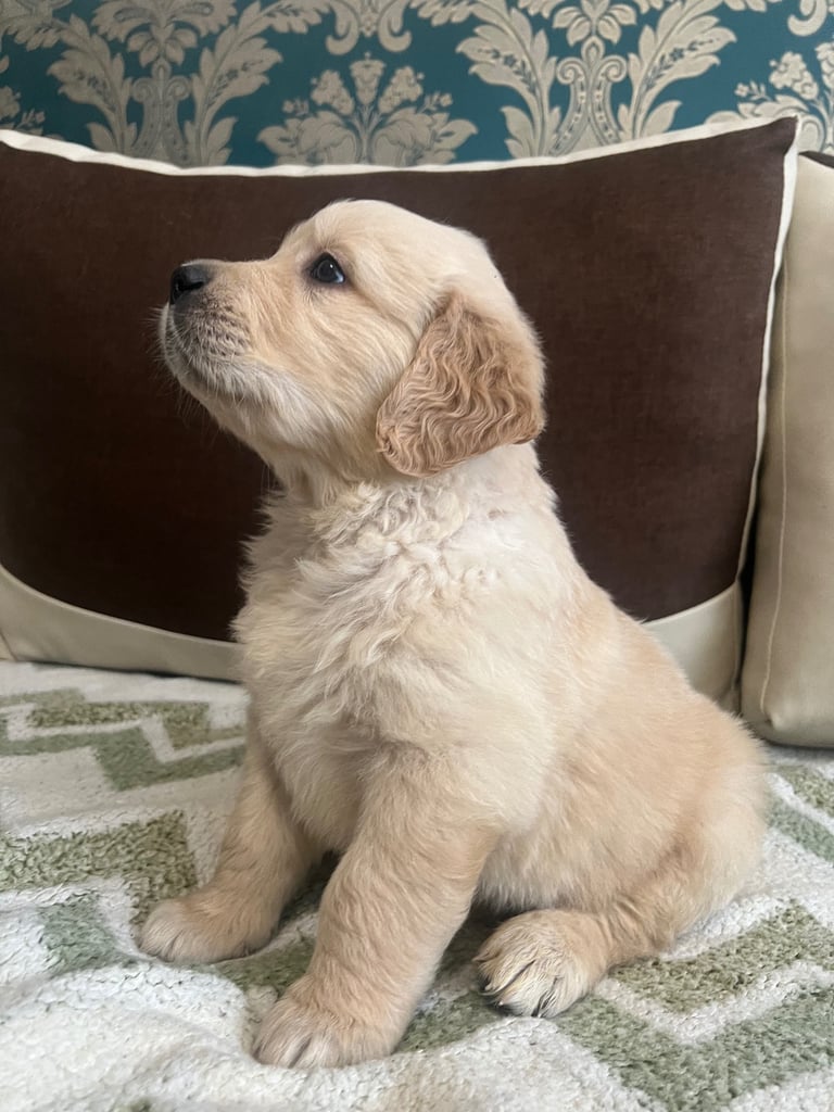🐾 Golden Retriever Puppies Looking for Their Forever Homes 🐾