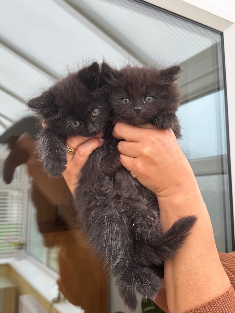 Maine coon cross kittens 