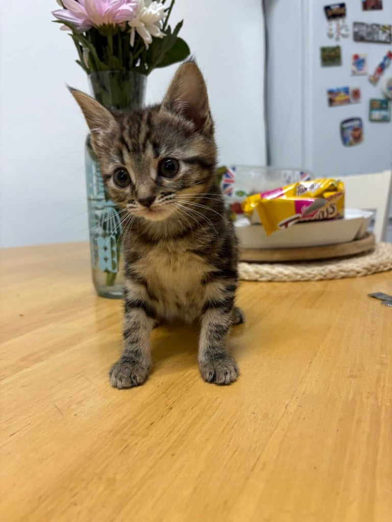 Cute tabby kittens looking lovely home