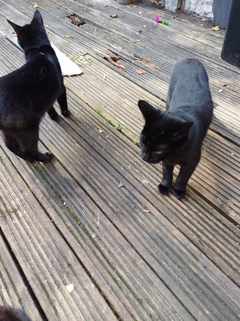 image for  Five months kitten 