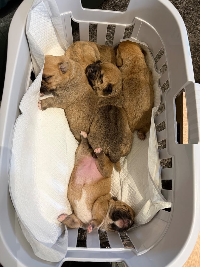 Cross/mixed breed Shih Tzu Puppies