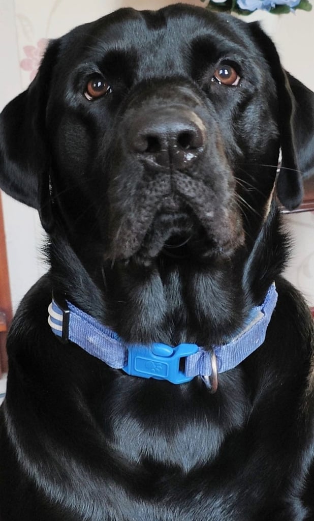 4 year old male black lab