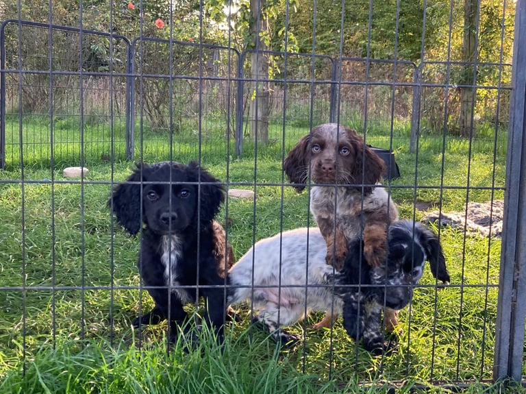 Cocker Spaniel puppies now available 