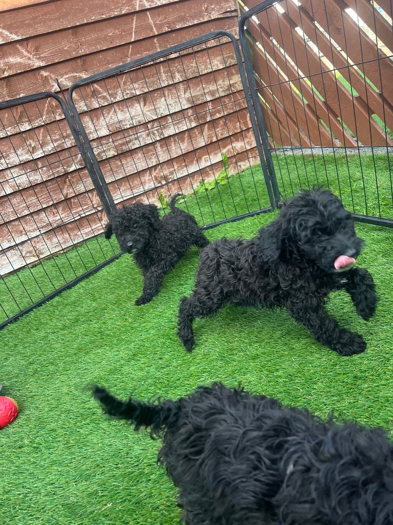 F2b cockapoos 
