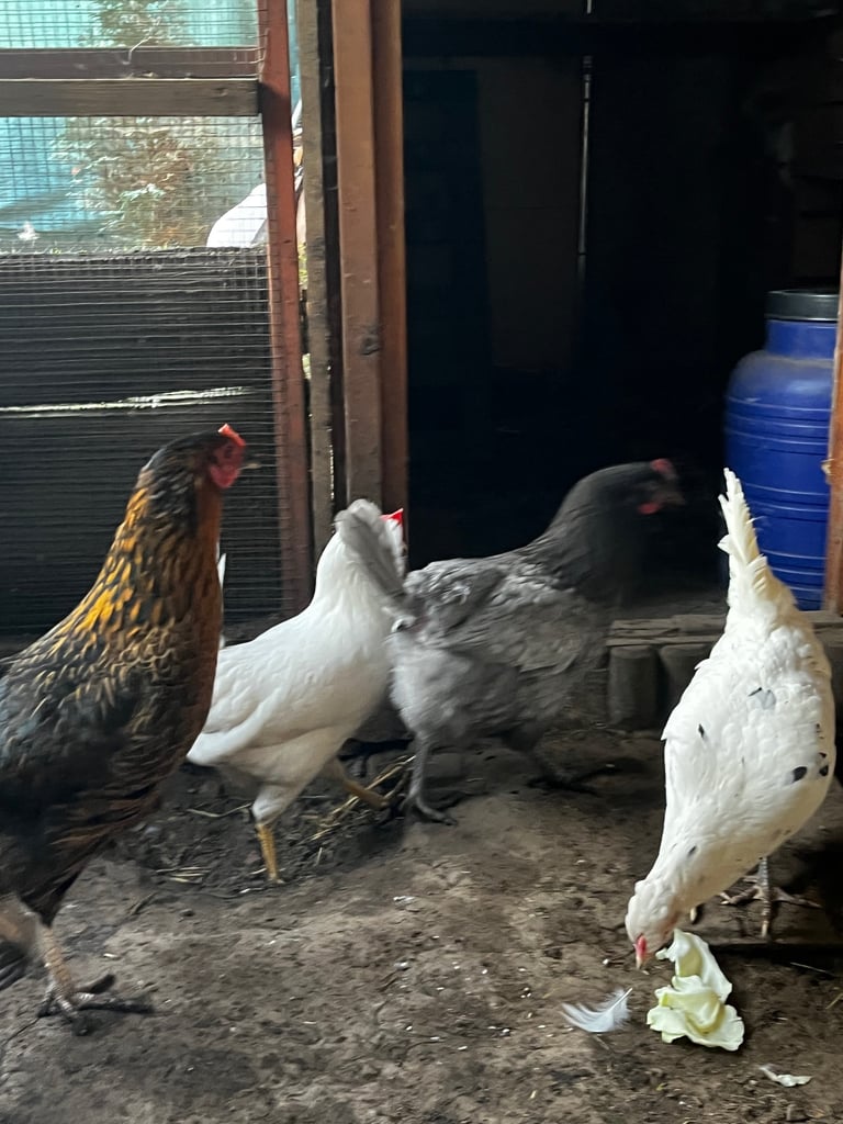 4 Ducks and 10 chickens 