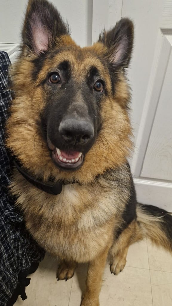 10 month old German Shepherd