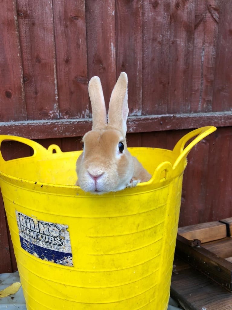 Male and female rabbits 
