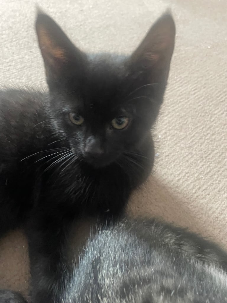 6 kittens for sale