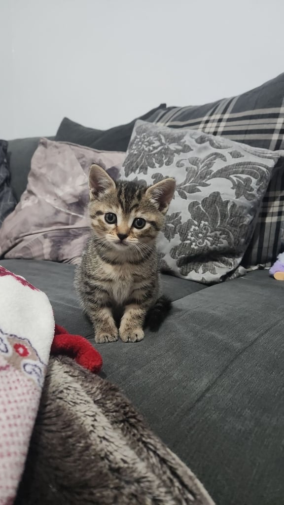 Cute chubby British shorthair kittens