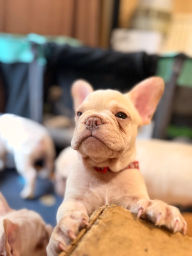 Beautiful White Frenchies READY NOW
