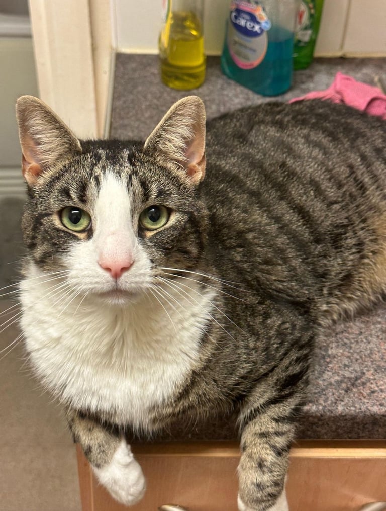 Rockstar Cat For Sale