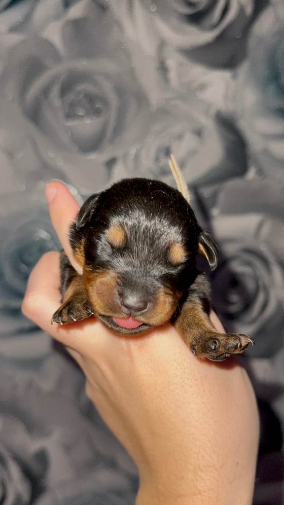 Rottweiler puppies looking for a loving forever home 