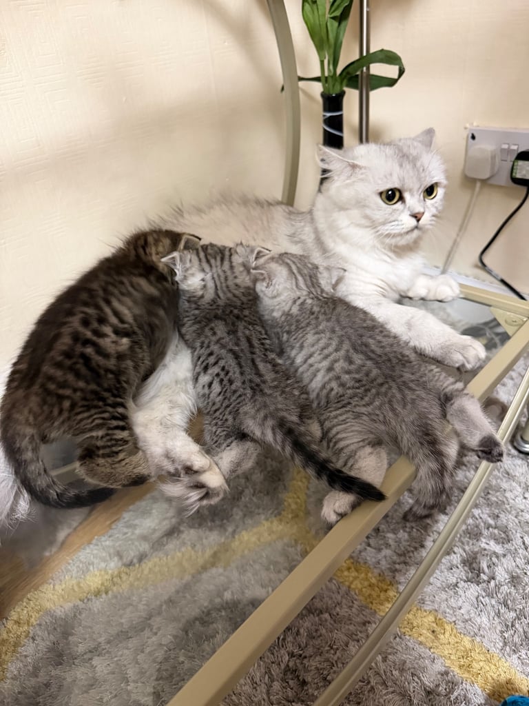 Beautiful Persian kittens. Last 3 to be Rehomed 