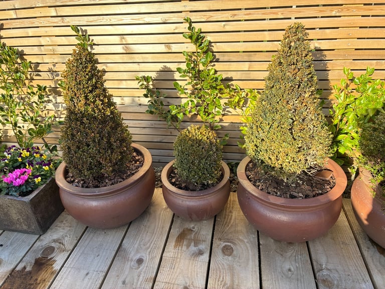 image for 3 large Errington Errington Ray pots with Topiary Buxus PYRAMIDS