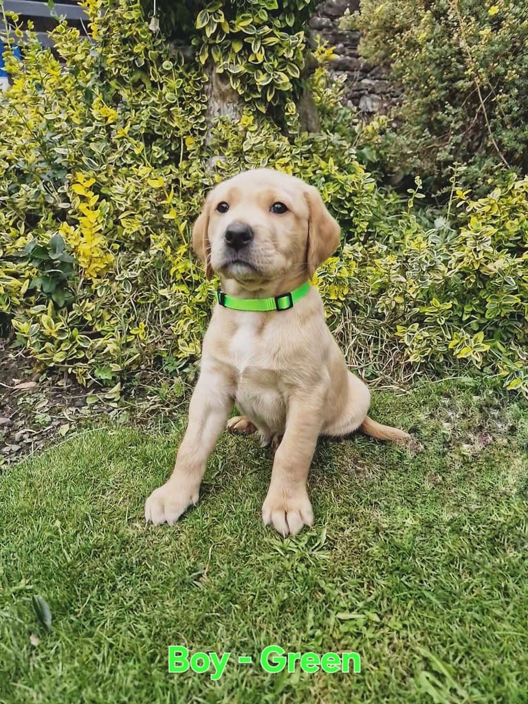 Labrador Cross Pups