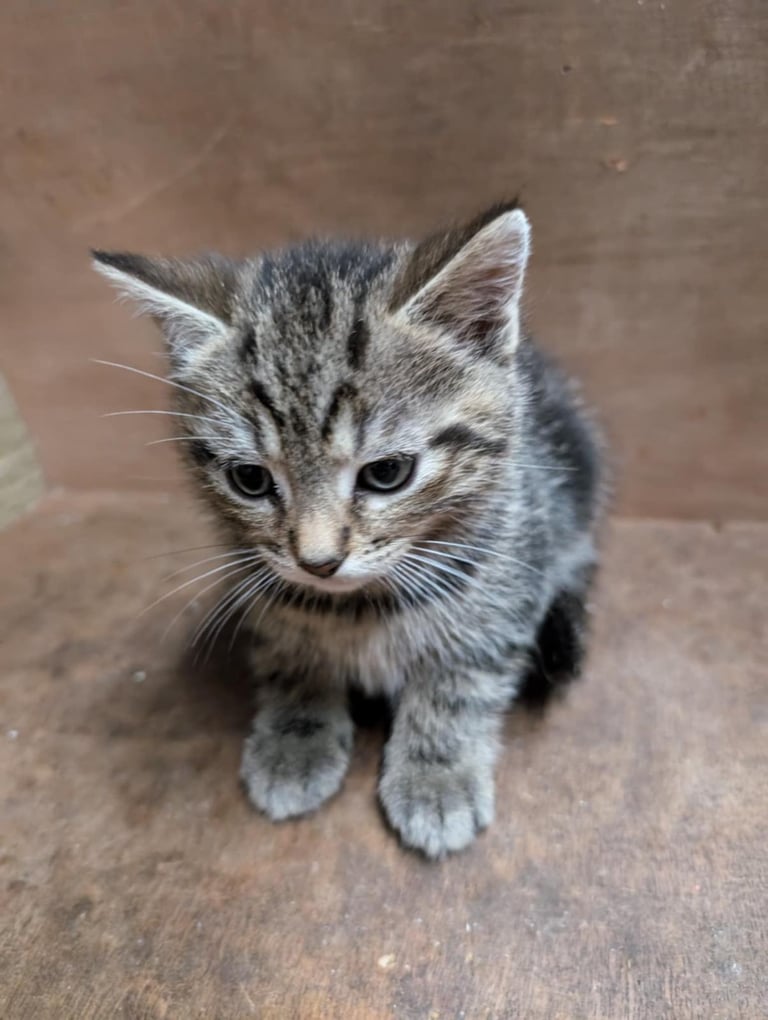 Kittens looking for forever homes 