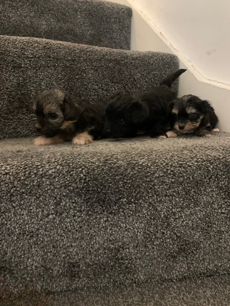 Toy maltipoo puppies (mini poodle)