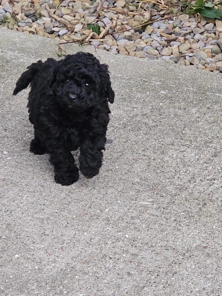 Poodle puppies 