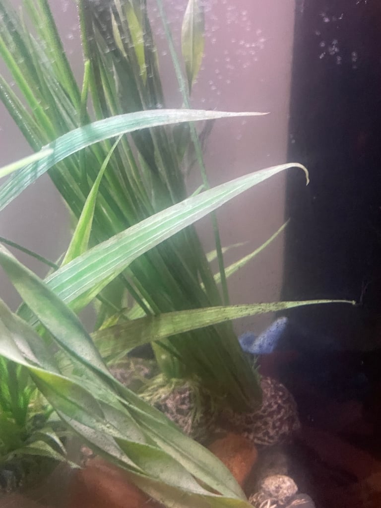 Biorb 60 litre & 2 fish 