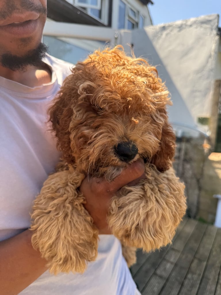 Cockapoo Male 8 Months 