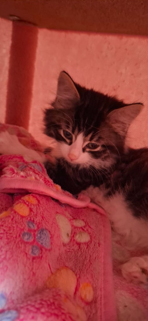 9 week old kitten needs a loving home