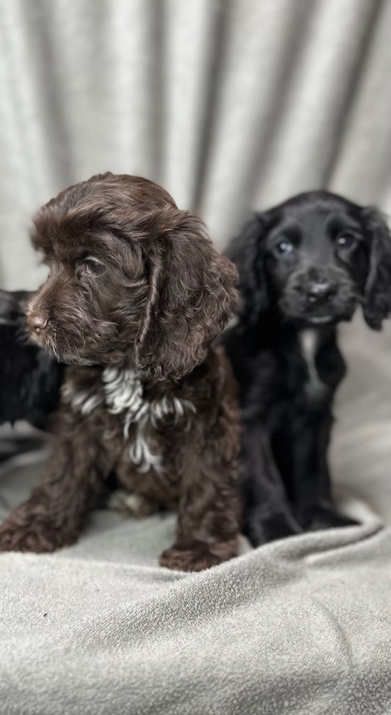 Cockapoo puppys 
