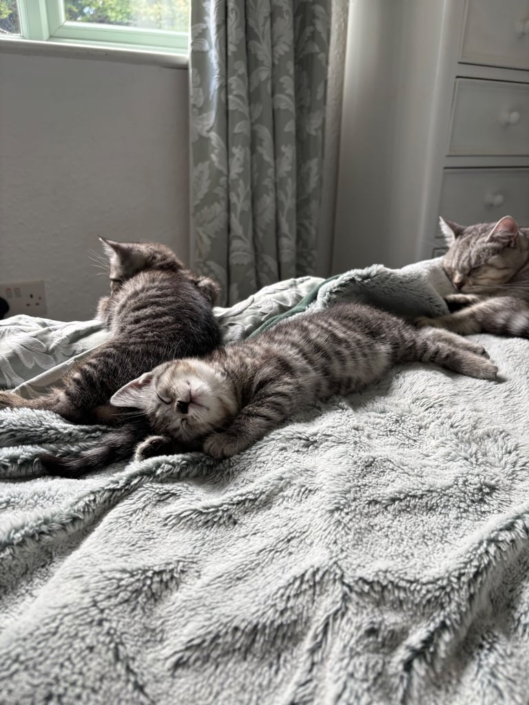 Silver tabby kittens