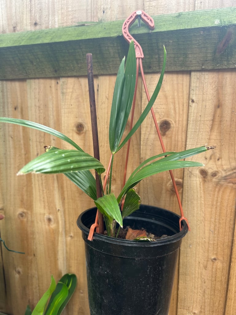 Trachycarpus Palm tree