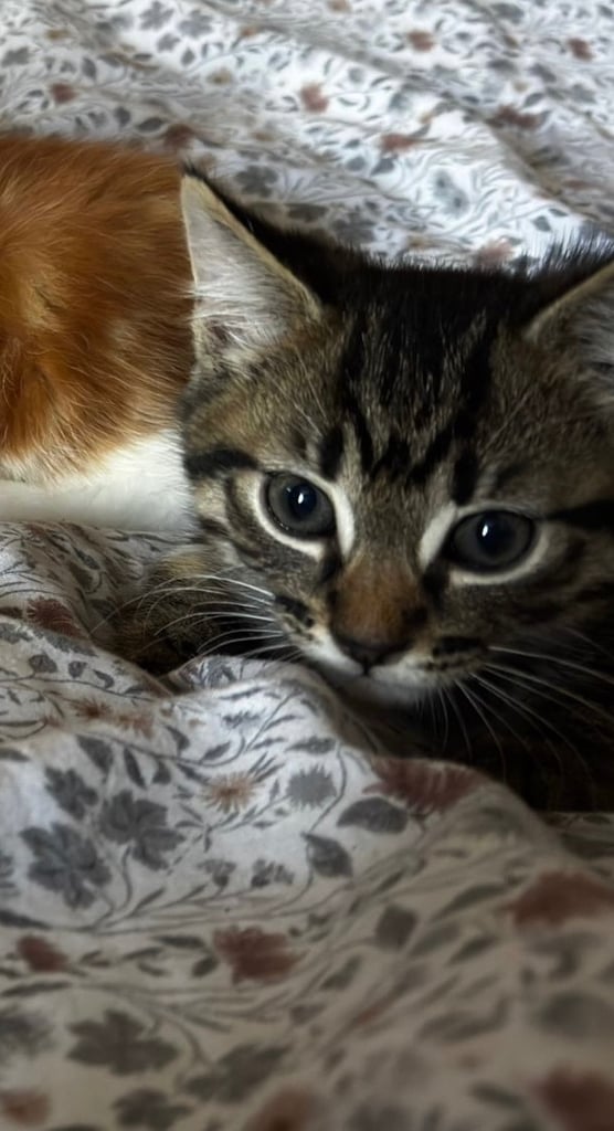 A beautiful boy kitten ready for a new home!