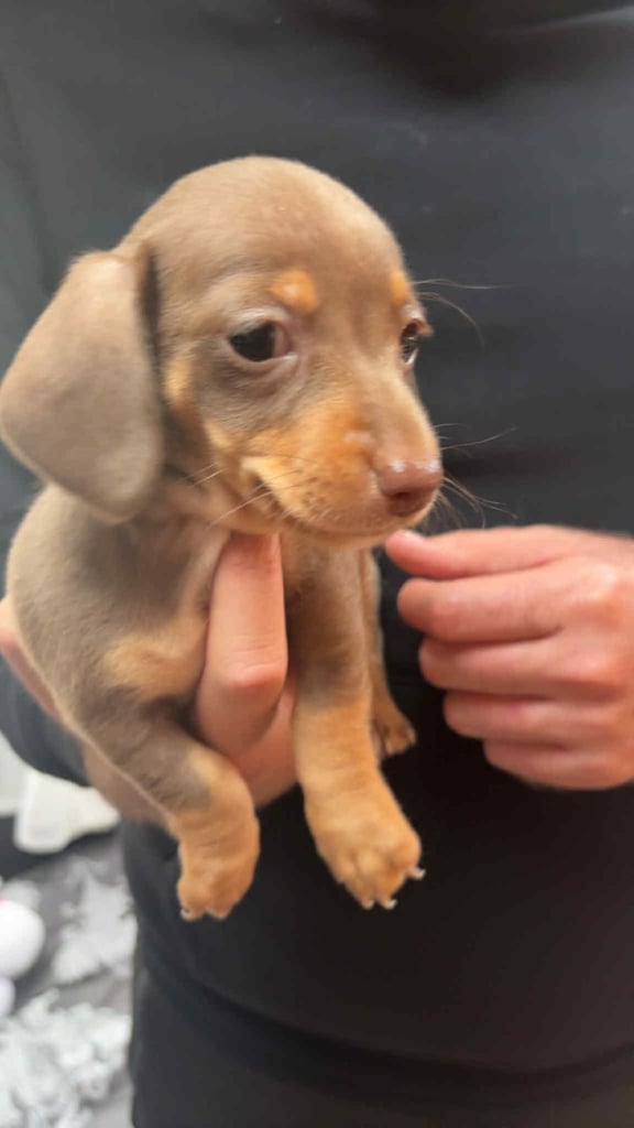 Mini dachshund
