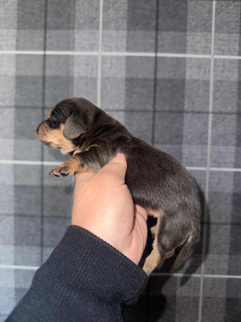 Kc reg Minature Dachshunds