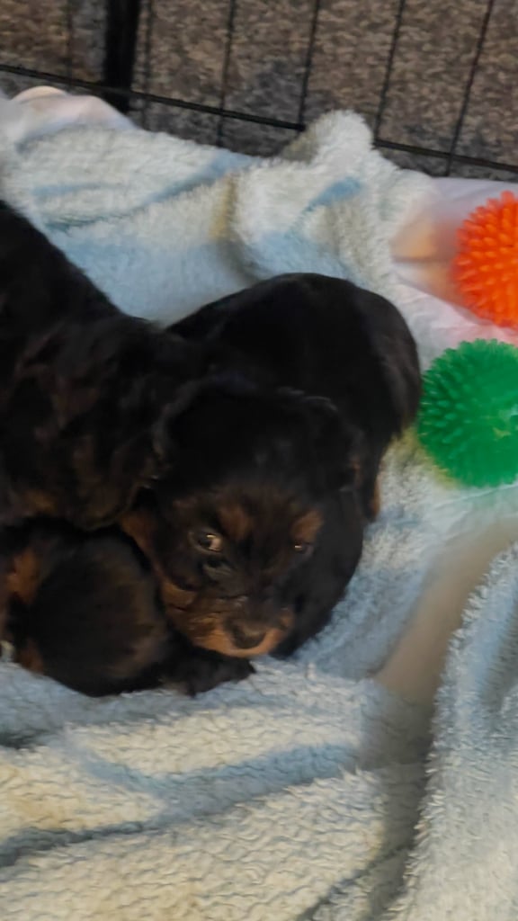 2 cute cockapoo x Maltese pups RESERVED 
