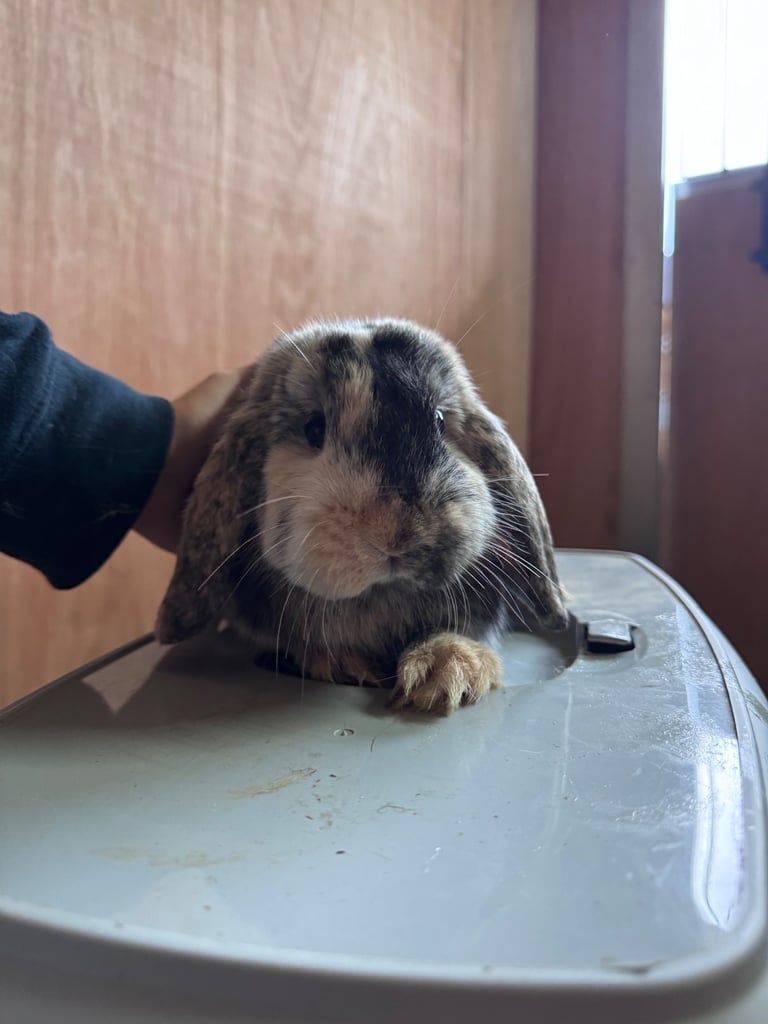 Bunnies for sale  x 7
