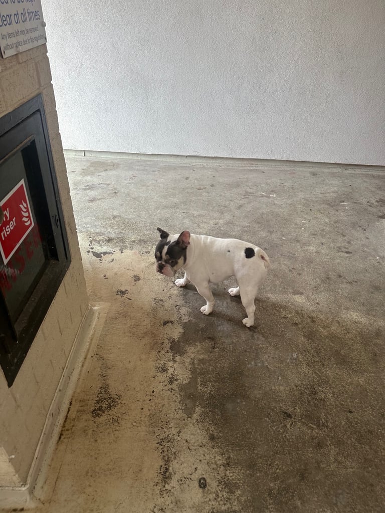 French bulldog