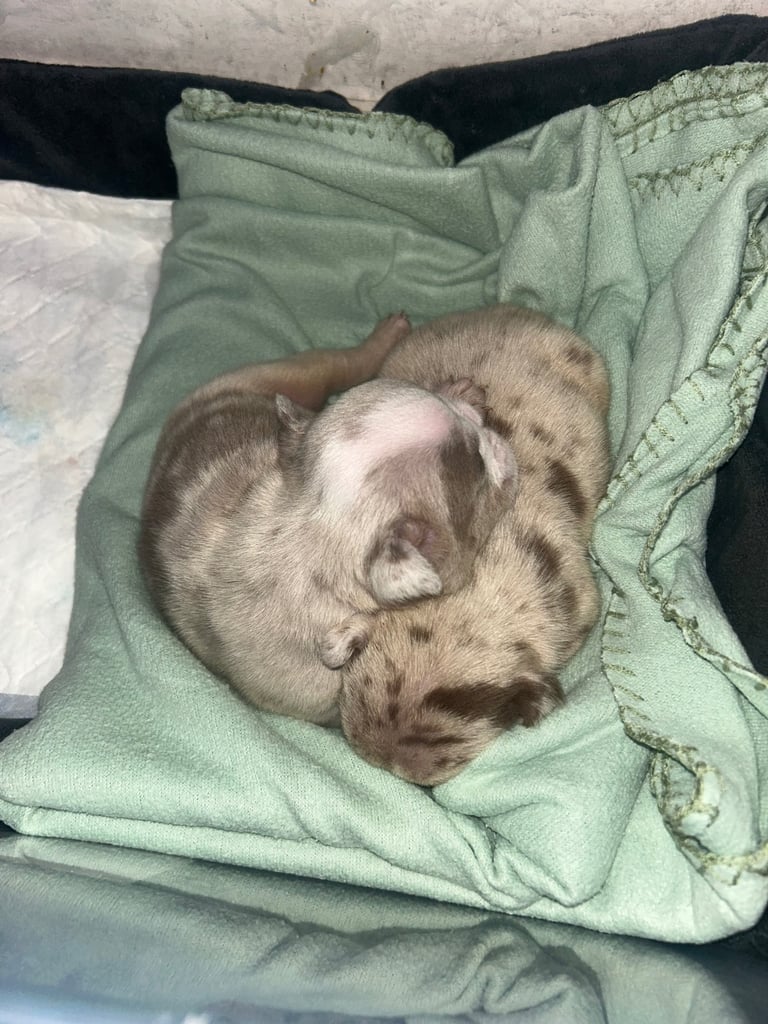 English Bull dog pups 