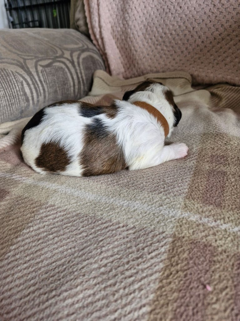 Shihtzu pups