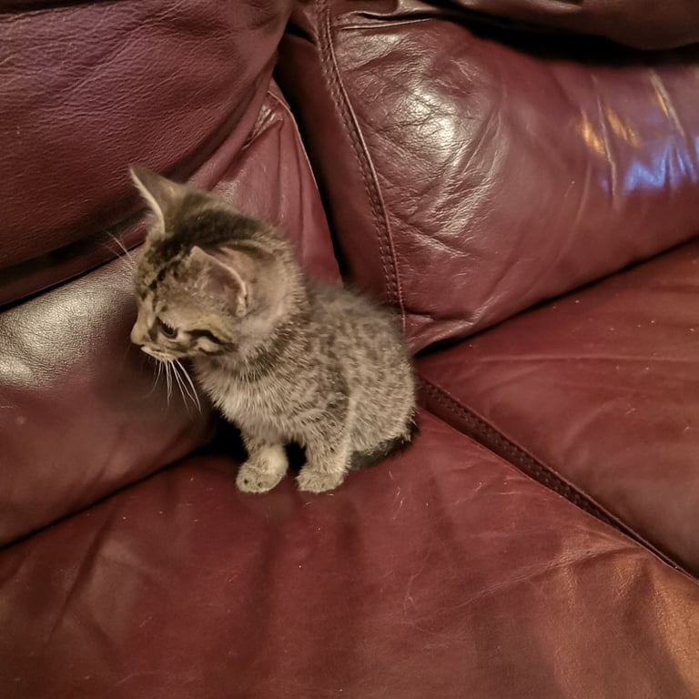 4 lovely kittens for sale 