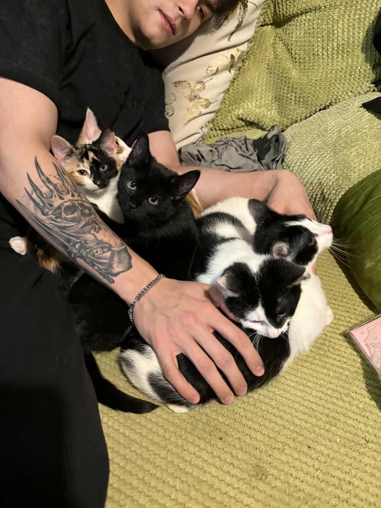 5 mixed beautiful and lovely kittens 