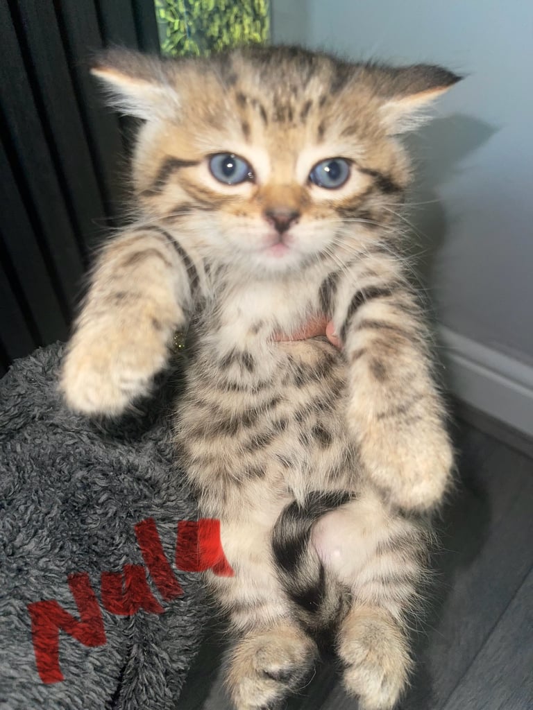 kittens Persian Chincilla  for sale Bradford