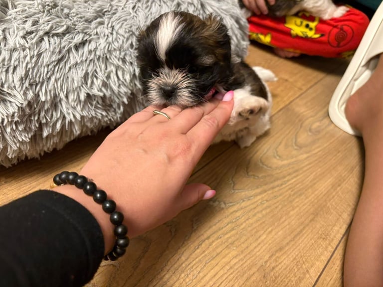 Beautiful puppy for sale