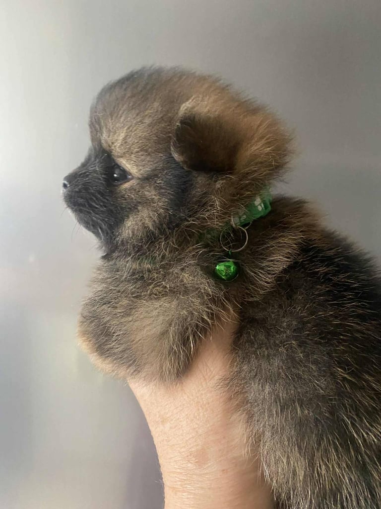 Pomeranian puppies 