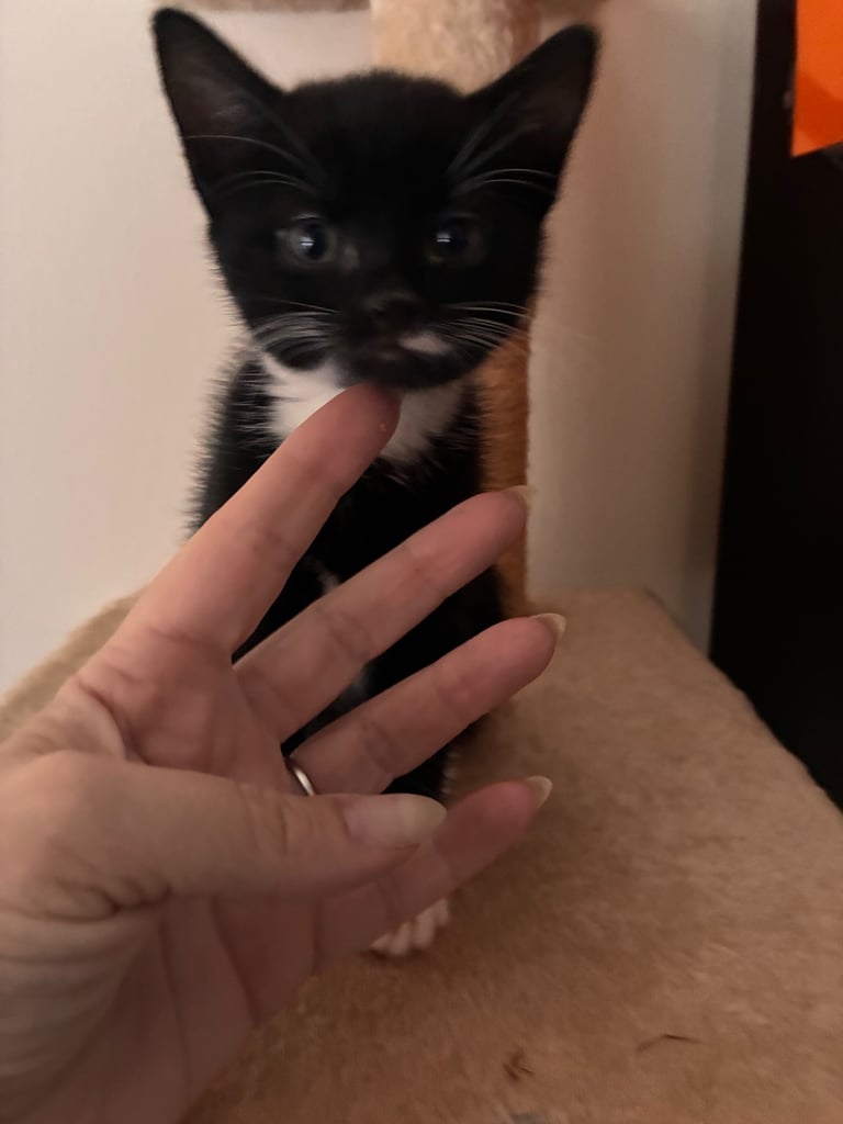 Kittens for sale 