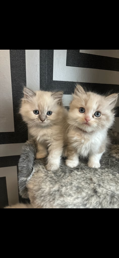 ragdoll x persian 