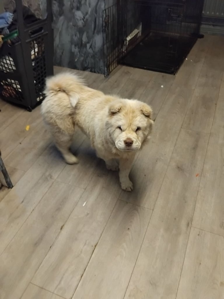 Young female chow chow