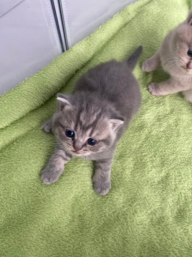 Adorable british shorthair kittens