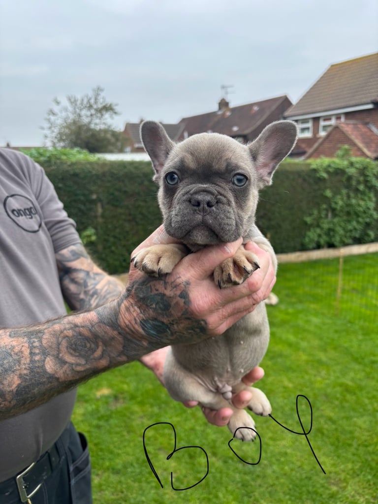 French bulldog pups 