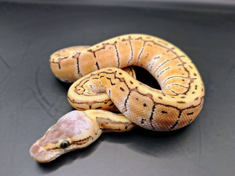 Royal / Ball pythons