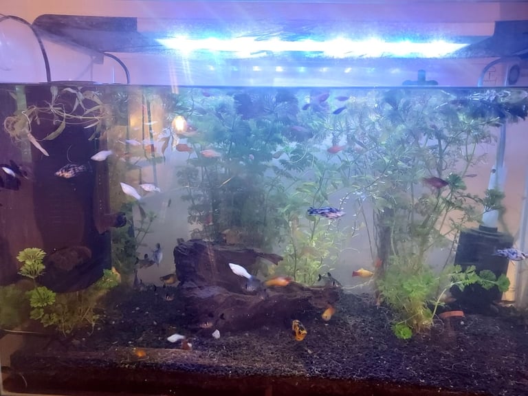 110 litre tank plush a mix of fish 