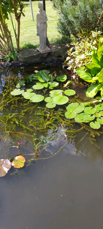 Waterlilies 