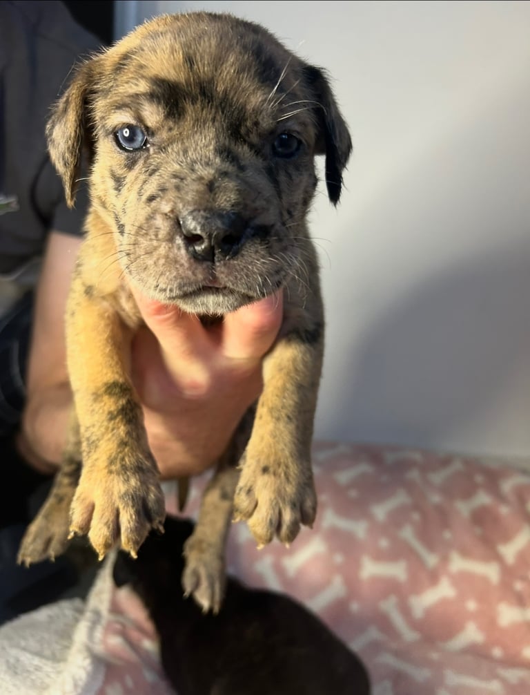 image for Mastiff pups 